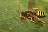 Nomada fucata